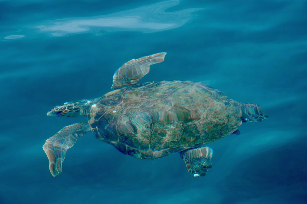 img:https://www.thethinkingtraveller.com/media/Resized/Greece%20Local%20Areas/Zakynthos/Marathonissi_island/1000/Ionian_Islands_Zakynthos_Marine_National_Park_JUN16_01.jpg